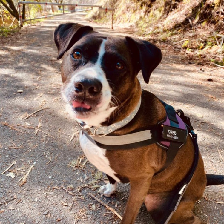 πβπ¦Ί Personalized Reflective Pet Harness - Pawzopaws