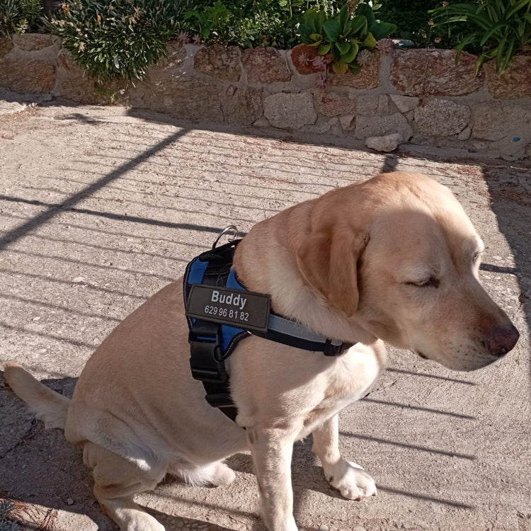 πβπ¦Ί Personalized Reflective Pet Harness - Pawzopaws