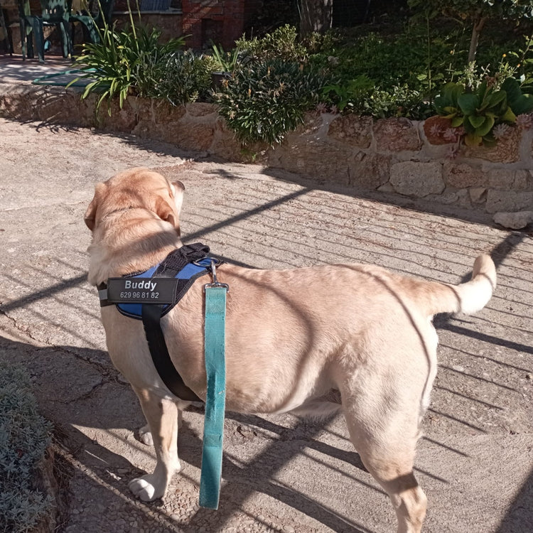 πβπ¦Ί Personalized Reflective Pet Harness - Pawzopaws