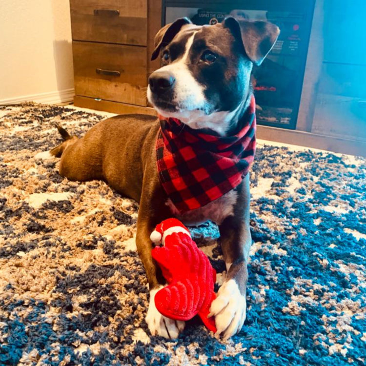 Christmas Dog Bandana - Pawzopaws