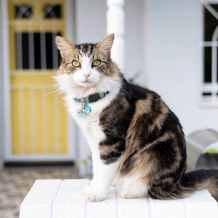 Personalized Nylon Cats Collars with bell and fish ID tag - Pawzopaws