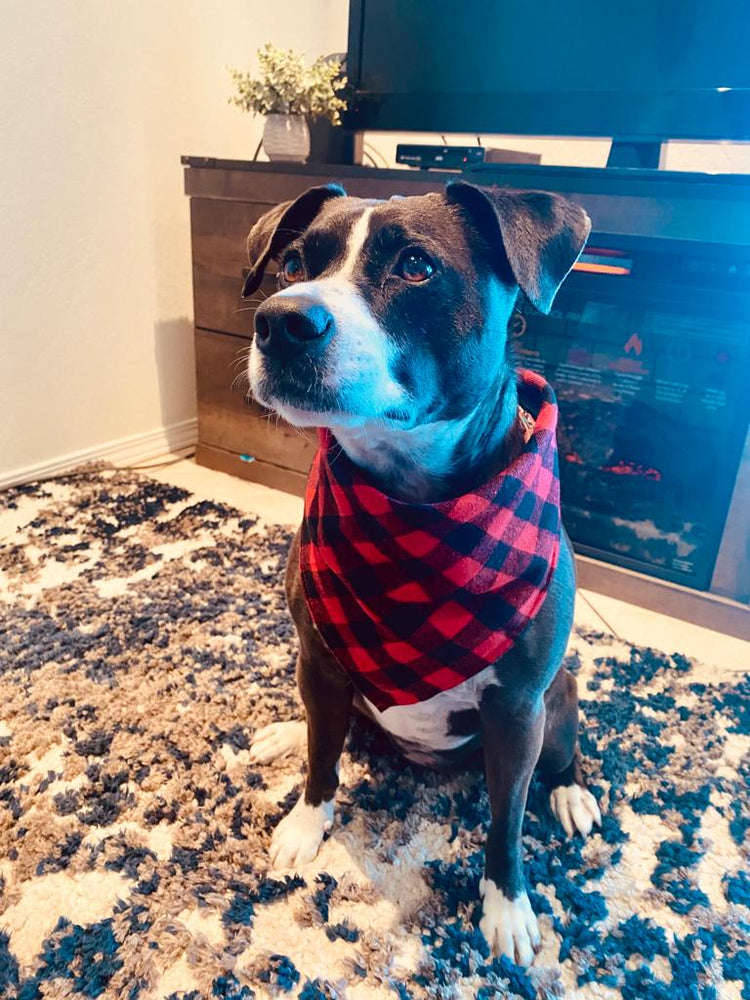 Christmas Dog Bandana - Pawzopaws