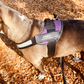 🐕‍🦺 Personalized Reflective Pet Harness - Pawzopaws