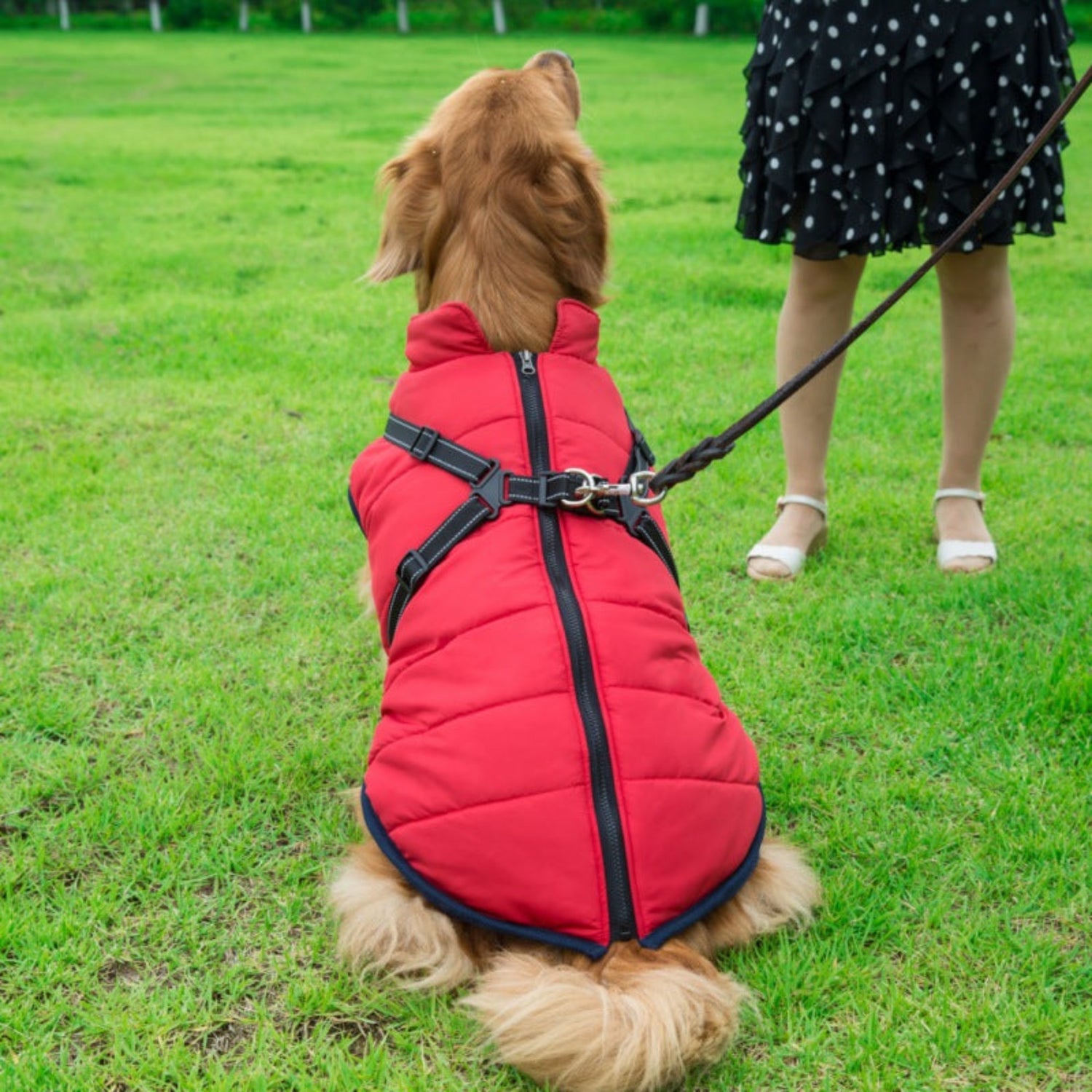Waterproof Dog Jacket/Harness - Pawzopaws