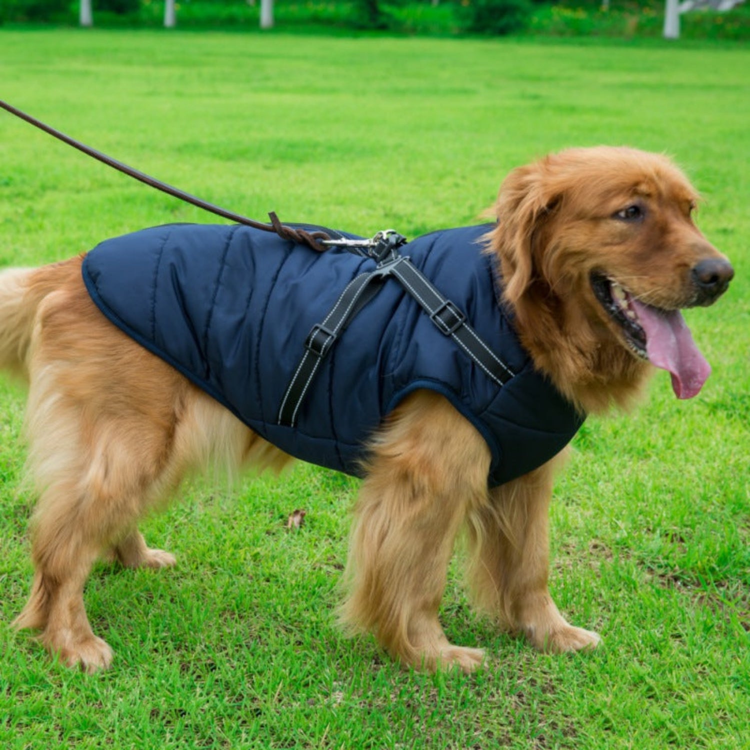 Waterproof Dog Jacket/Harness - Pawzopaws