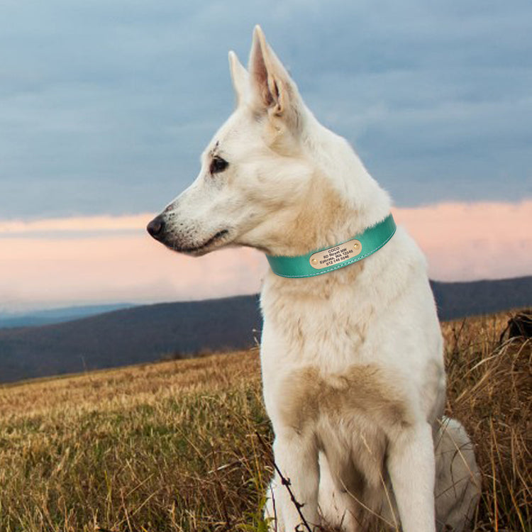 Personalized leather collar w/ gold buckle - Pawzopaws