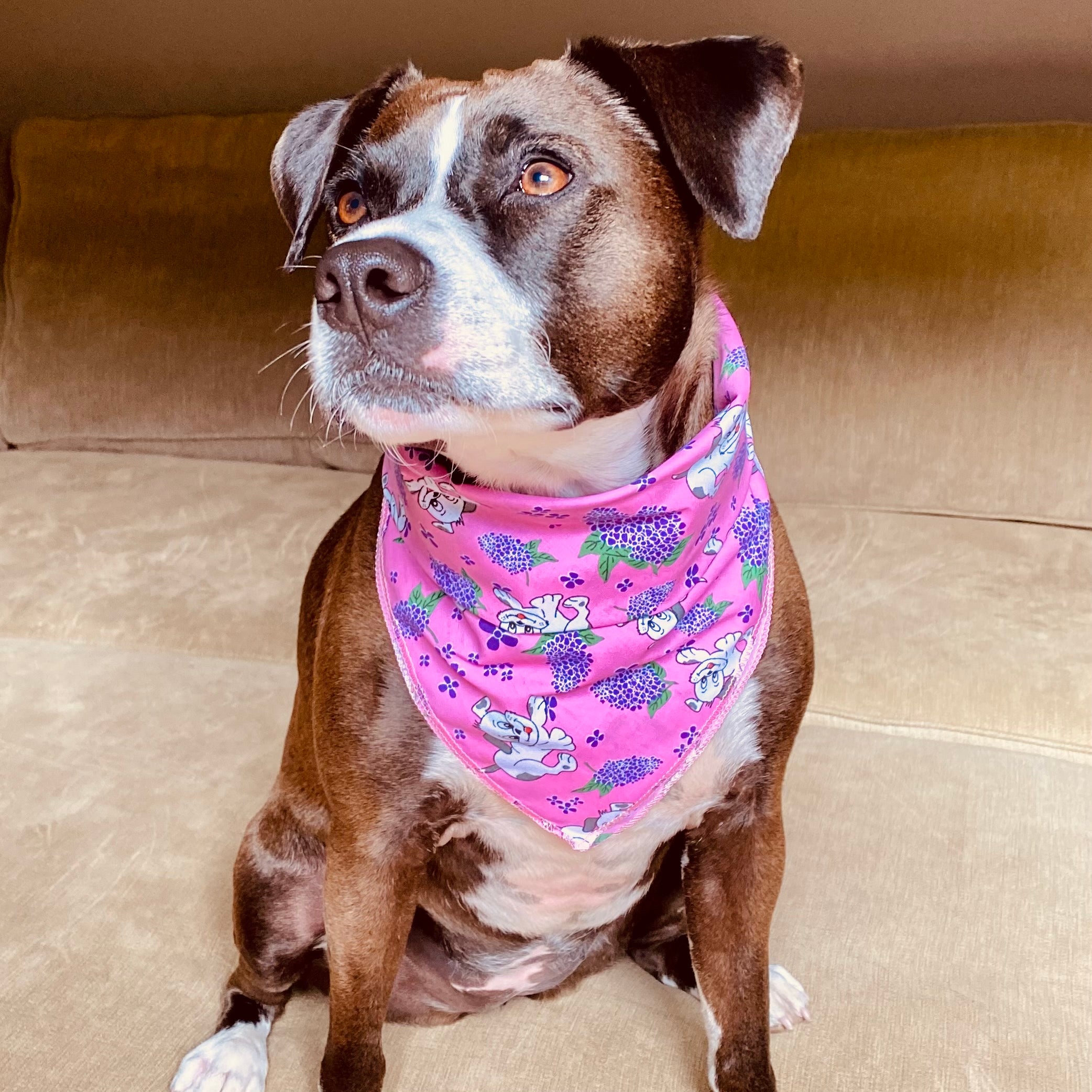 Pink bandana for clearance dogs