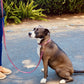 Animal Print Collar - Small & Medium Dogs - Pawzopaws