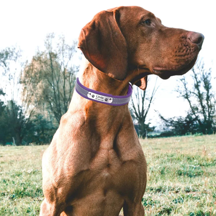 Personalized Reflective Pet Collar - Pawzopaws