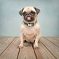 Personalized Bohemian Nylon Dog Collar - Pawzopaws