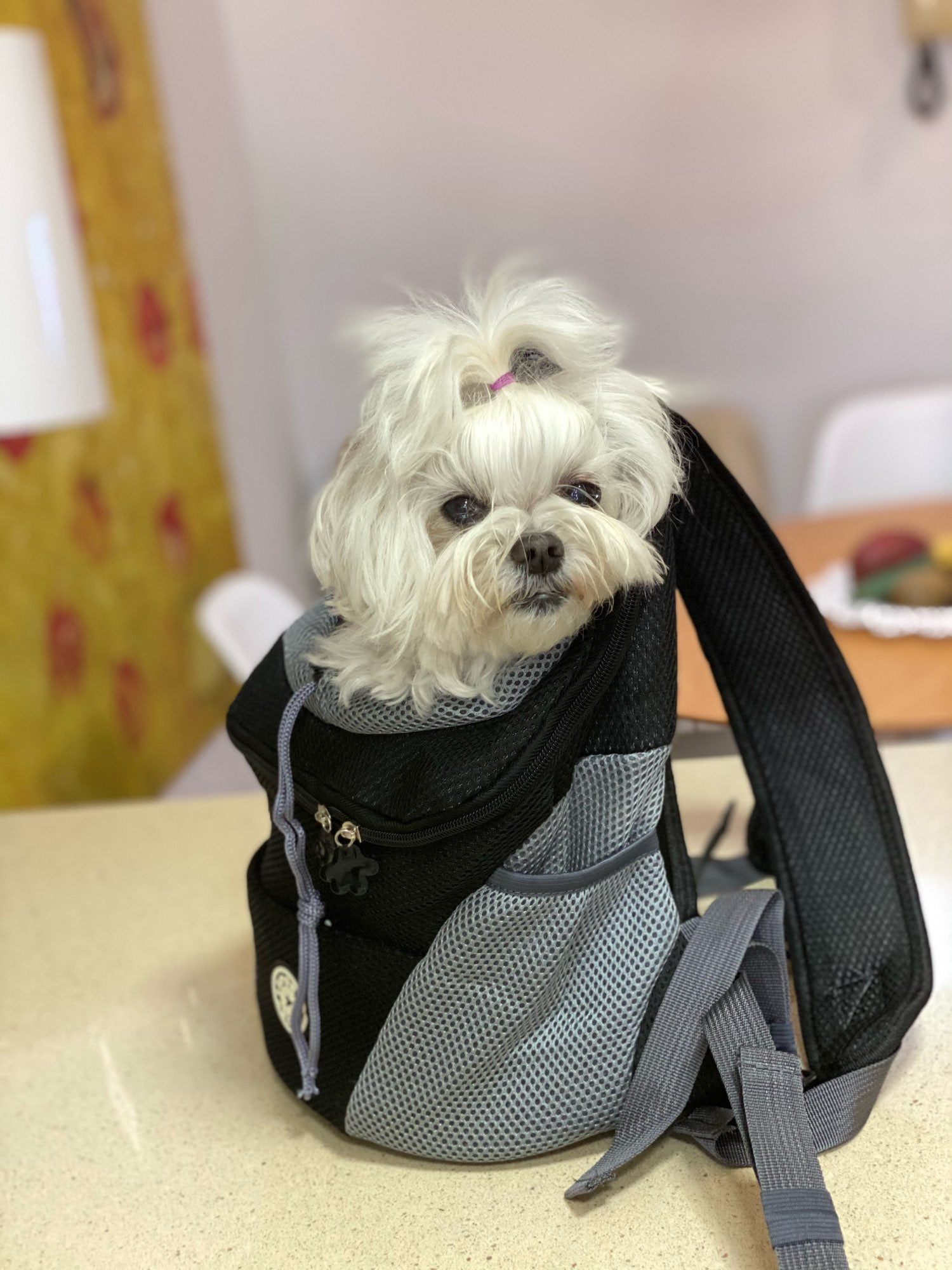 Doggie backpacks for small dogs best sale