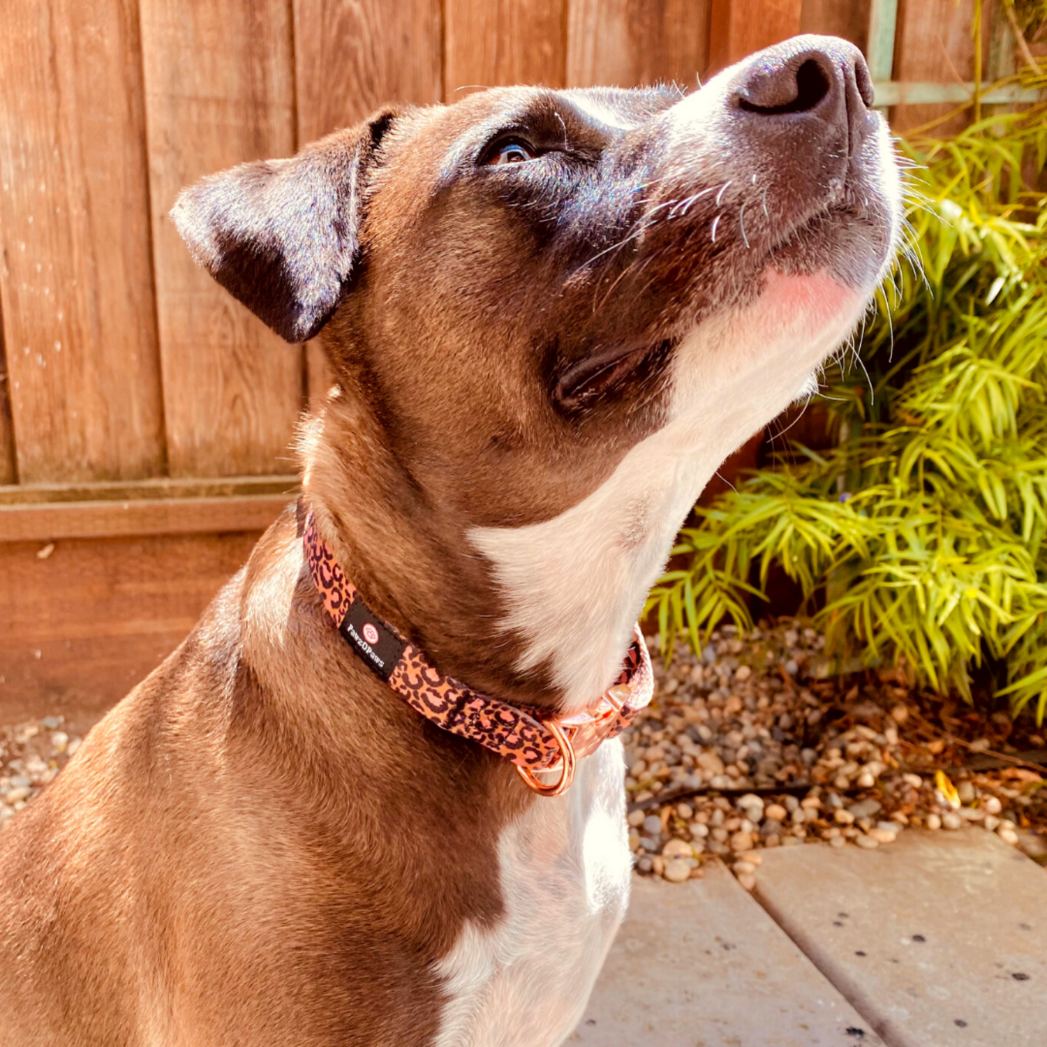 Animal Print Collar - Small & Medium Dogs - Pawzopaws
