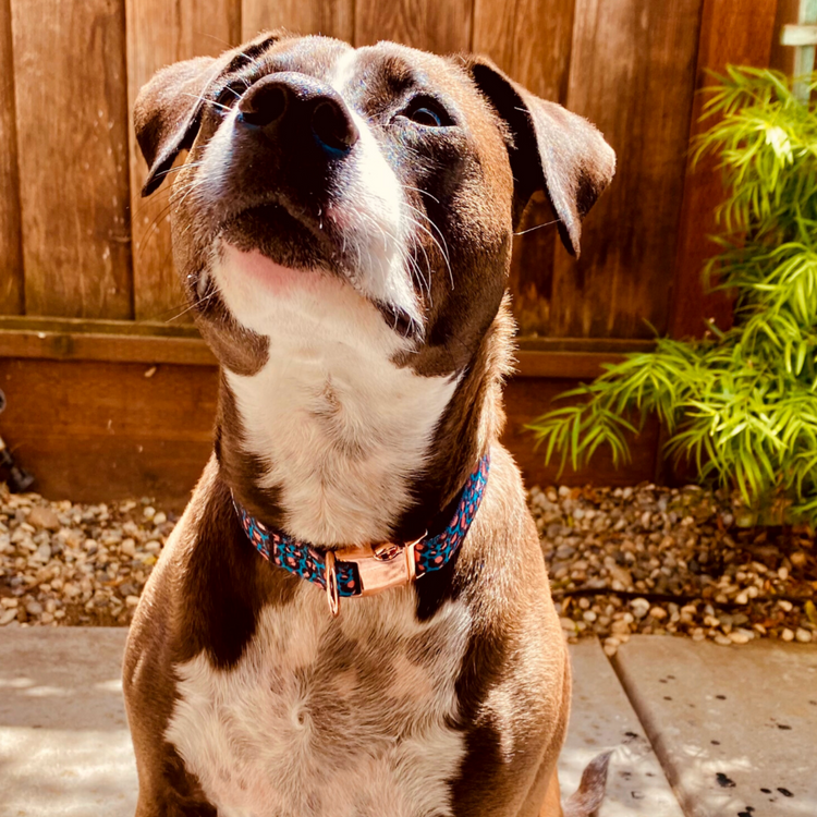 Animal Print Collar - Small & Medium Dogs - Pawzopaws