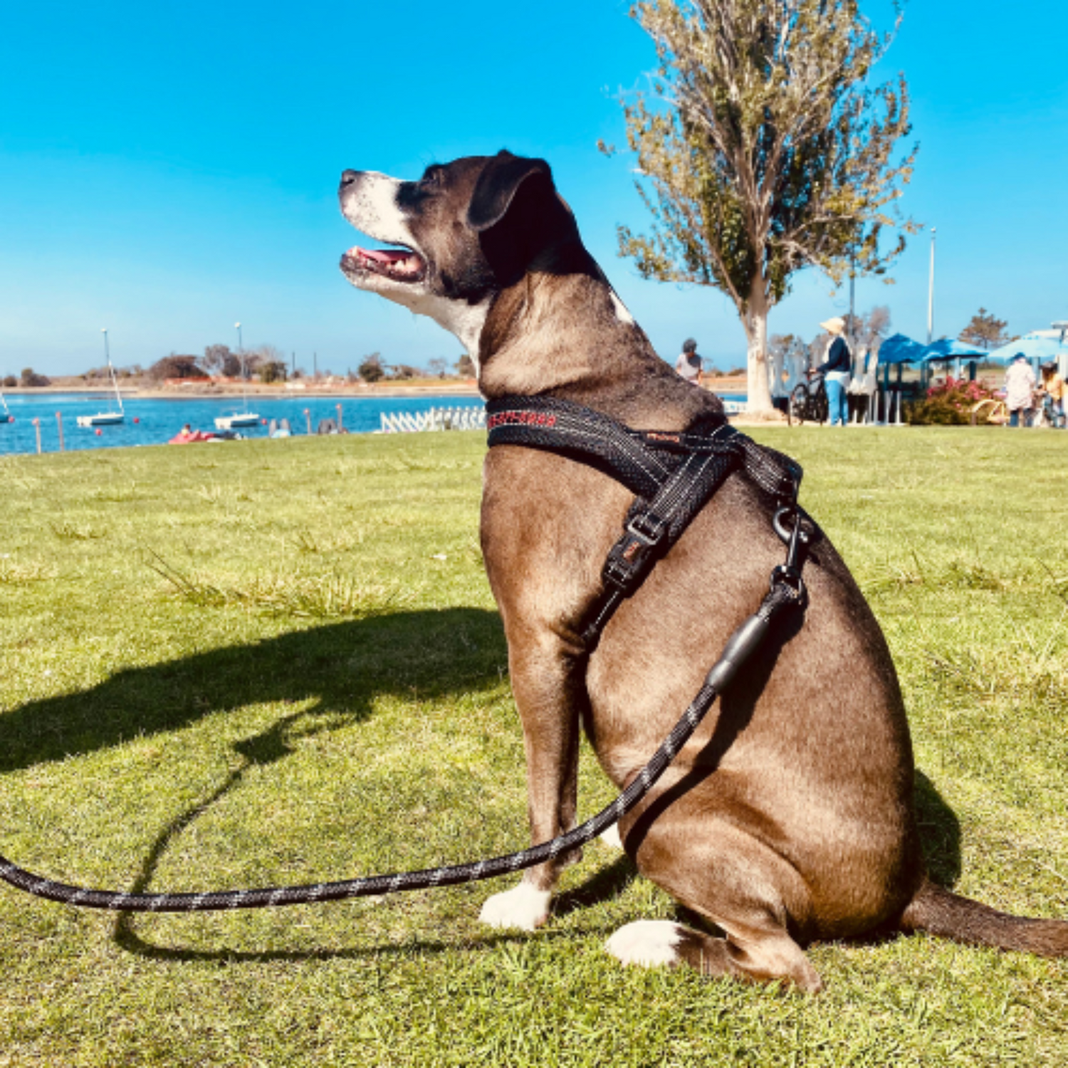 Personalized Nylon Reflective Dog Harness - Pawzopaws